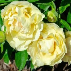 Peony Canary Brilliants - 1 Bulb -Green Plant Corner canary brilliants fd richards flickr2 crop