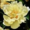 Peony Canary Brilliants - 1 Bulb -Green Plant Corner canary brilliants yellow
