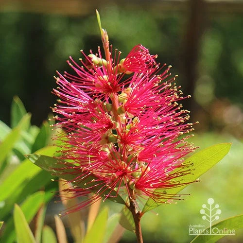 Callistemon Candy Burst 4 Callistemon Candy Burst - Image 2