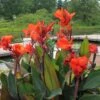 Canna Bronze - 1 Bulb 1 Canna Bronze - 1 Bulb -Green Plant Corner canna cannova bronze orange flickr cultivar413