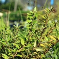 Grevillea Canterbury Gold 17 Grevillea Canterbury Gold -Green Plant Corner canterbury gold foliage