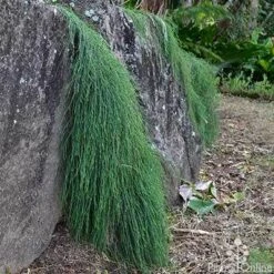 Casuarina Cousin It -Green Plant Corner casaurina cousin it cascading 1