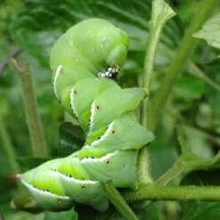 Nature's Way Dipel Caterpillar Killer 40g 7 Nature's Way Dipel Caterpillar Killer 40g -Green Plant Corner caterpillar