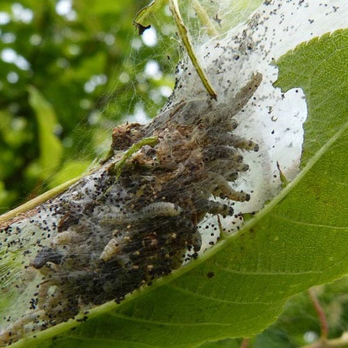 Nature's Way Dipel Caterpillar Killer 40g 4 Nature's Way Dipel Caterpillar Killer 40g - Image 2