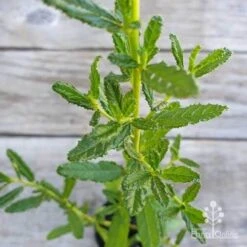 Ceanothus Blue Pacific - Californian Lilac -Green Plant Corner ceanothus blue pacific leaf