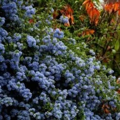 Ceanothus Blue Pacific - Californian Lilac -Green Plant Corner ceanothus bush