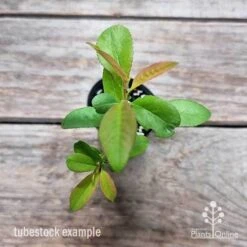 Chaenomeles Nivalis - Japanese Quince -Green Plant Corner chaenomeles speciosa nivalis 2