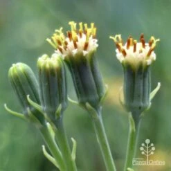Senecio Chalk Sticks - Succulent -Green Plant Corner chalk sticks flowers side