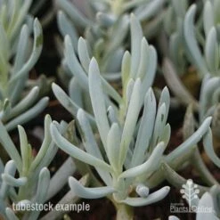 Senecio Chalk Sticks - Succulent -Green Plant Corner chalksticks tubestock