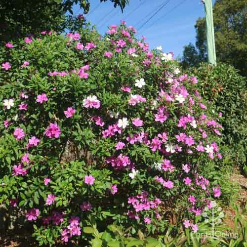 Tibouchina Chameleon 3 Tibouchina Chameleon