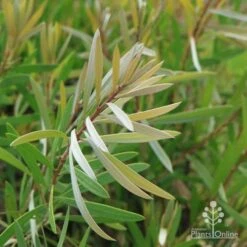 Callistemon Pink Champagne -Green Plant Corner champagne img 6052