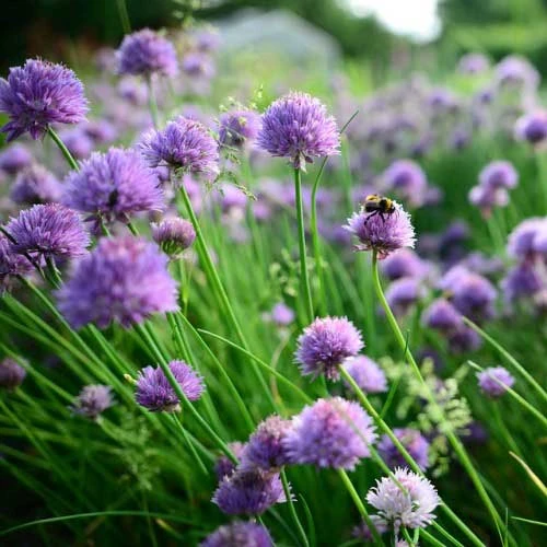 Chives - Seed 4 Chives - Seed - Image 2