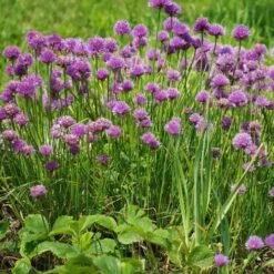 Chives - Seed 9 Chives - Seed -Green Plant Corner chives 1410611 960 720 2