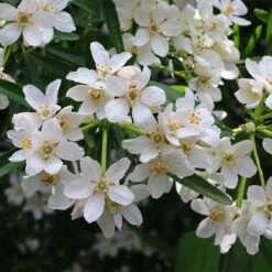 Choisya - Mexican Orange Blossom -Green Plant Corner choisya flowering