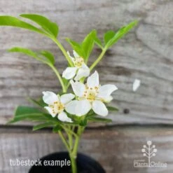Choisya - Mexican Orange Blossom -Green Plant Corner choisya tubestock