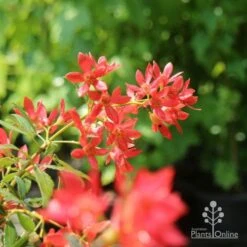 Ceratopetalum Alberys Red - Christmas Bush -Green Plant Corner christmas bush flowers