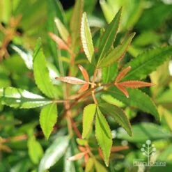 Ceratopetalum Alberys Red - Christmas Bush -Green Plant Corner christmas bush foliage