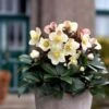Hellebore Cinnamon Snow - Winter Rose -Green Plant Corner cinnamon snow potted