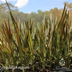 Cordyline Australis Choc Mint -Green Plant Corner cordyline chocolate mint tubestock