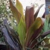 Cordyline Fruticosa Negra -Green Plant Corner cordyline negra leaf colour