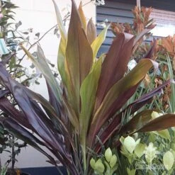 Cordyline Fruticosa Negra -Green Plant Corner cordyline negra mature