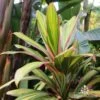 Cordyline Fruticosa Early Morning Diamond -Green Plant Corner cordyline pink stripe roma