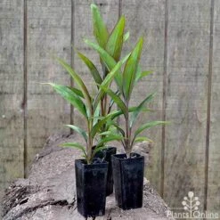 Cordyline Fruticosa Purple Prince -Green Plant Corner cordyline purple prince pots 1
