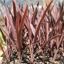 Cordyline Australis Red Sensation -Green Plant Corner cordyline red sensation tube
