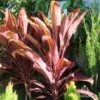 Cordyline Fruticosa Rubra 2 Cordyline Fruticosa Rubra -Green Plant Corner cordyline rubra new