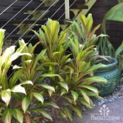 Cordyline Fruticosa Early Morning Diamond -Green Plant Corner cordyline steves garden