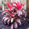 Cordyline Fruticosa Dr Brown -Green Plant Corner cordyline dr brown 2