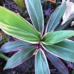 Cordyline Fruticosa Pink Diamond -Green Plant Corner cordyline pink diamond 1