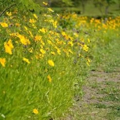 Coreopsis - Seed -Green Plant Corner coreopsis border