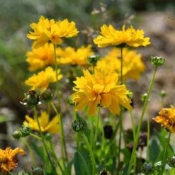 Coreopsis - Seed -Green Plant Corner coreopsis flowers