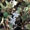 Correa Alba 2 Correa Alba -Green Plant Corner correa alba flowers
