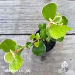 Correa Alba -Green Plant Corner correa alba leaf 1