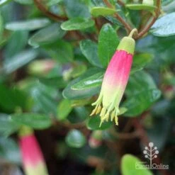 Correa Dinner Bells -Green Plant Corner correa dinner bells and foliage