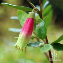 Correa Dinner Bells -Green Plant Corner correa dinner bells flower closeup