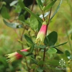 Correa Dinner Bells -Green Plant Corner correa dinner bells flowering