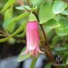 Correa Dusky Bells -Green Plant Corner correa dusky bells flower