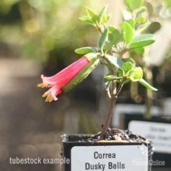 Correa Dusky Bells -Green Plant Corner correa dusky bells tubestock in flower
