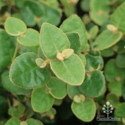 Correa Nummulariifolia - Roundleaf Correa 11 Correa Nummulariifolia - Roundleaf Correa -Green Plant Corner correa numm foliage