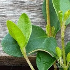 Correa Nummulariifolia - Roundleaf Correa 15 Correa Nummulariifolia - Roundleaf Correa -Green Plant Corner correa nummularifolia closeup