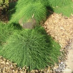 Casuarina Cousin It -Green Plant Corner cousin it front office 1