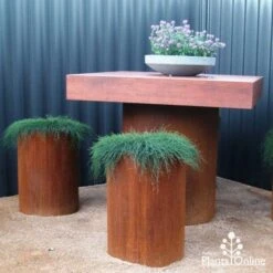 Casuarina Cousin It -Green Plant Corner cousin it stools 1