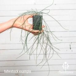 Casuarina Cousin It -Green Plant Corner cousin it tube af