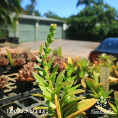 Crassula Campfire - Succulent 13 Crassula Campfire - Succulent - Image 11