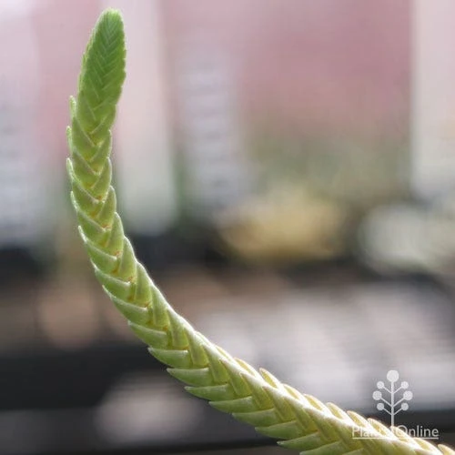 Crassula - Watchchain, Rat Tail Succulent 7 Crassula - Watchchain, Rat Tail Succulent - Image 5