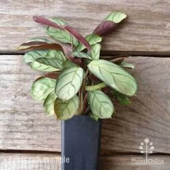 Ctenanthe Burle Marxii -Green Plant Corner ctenanthe amagris tubestock