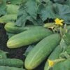 Cucumber Spacemaster - Seed 1 Cucumber Spacemaster - Seed -Green Plant Corner cucumber spacemaster
